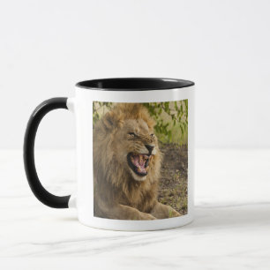 Mug Lion masculin grondant (Panthera Lion), Okavango