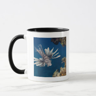 Mug Lionfish (volitans de Pterois) nageant plus de