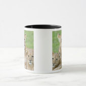 Mug Lionne et deux petits, Afrique de l'Est, Tanzanie, (Centre)