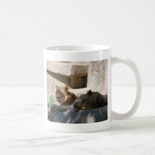 Mug Lions africaines