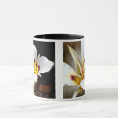 Mug Lis de Sego (Centre)