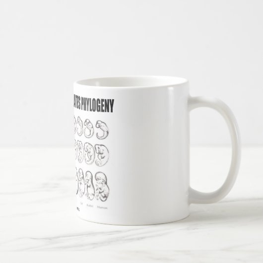 Mug L'ontogénèse récapitule la phylogénie (la (Droite)