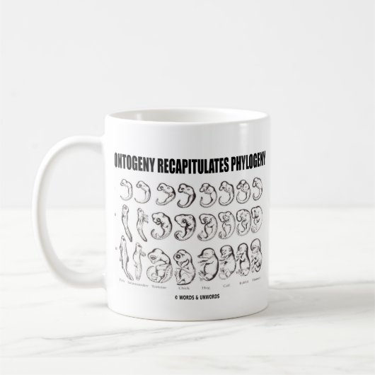 Mug L'ontogénèse récapitule la phylogénie (la (Gauche)