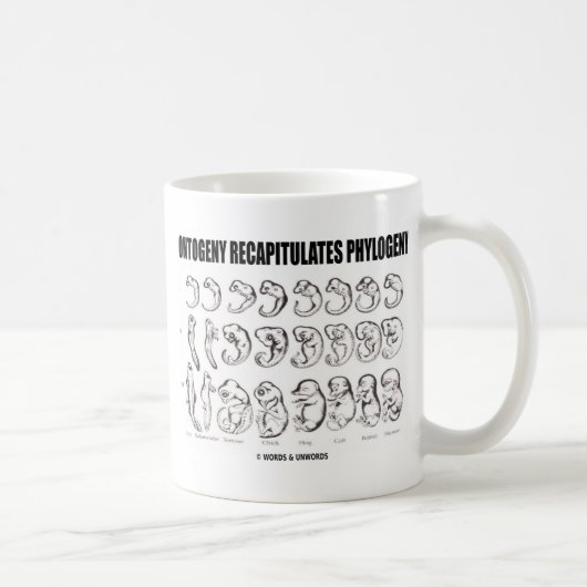 Mug L'ontogénèse récapitule la phylogénie (la (Droite)