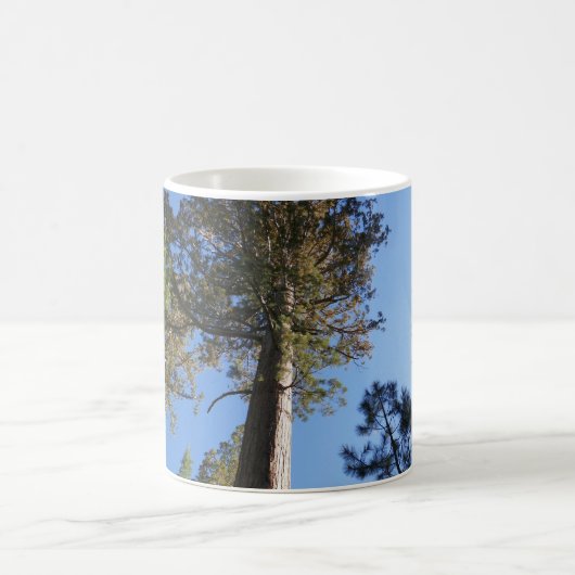 Mug Looking Up at Mariposa Grove (Centre)