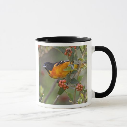 Mug Loriot de Baltimore (Droite)