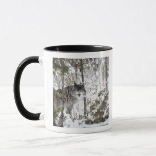 Mug Loup dans la forêt en hiver