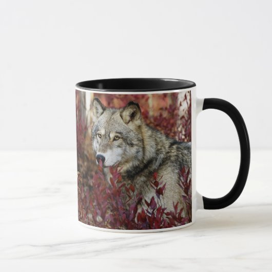 Mug Loup Dans Le Bassin D'Automne (Droite)