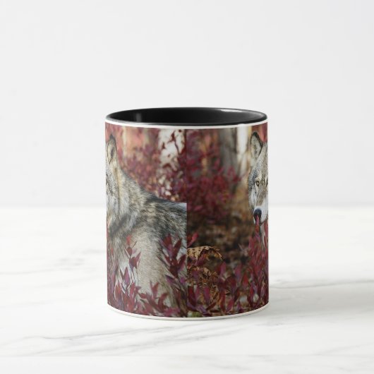 Mug Loup Dans Le Bassin D'Automne (Centre)