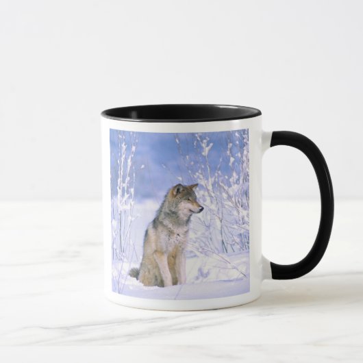 Mug Loup de bois assis dans la neige, Canis lupus, (Droite)