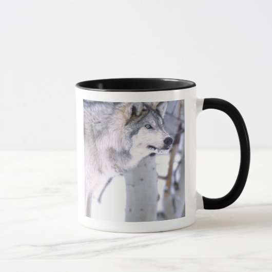 Mug Loup de bois, Canis lupus, Animal de cinéma Utah) (Droite)