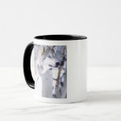 Mug Loup de bois, Canis lupus, Animal de cinéma Utah) (Devant gauche)