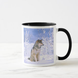 Mug Loup gris assis dans la neige, Canis lupus,