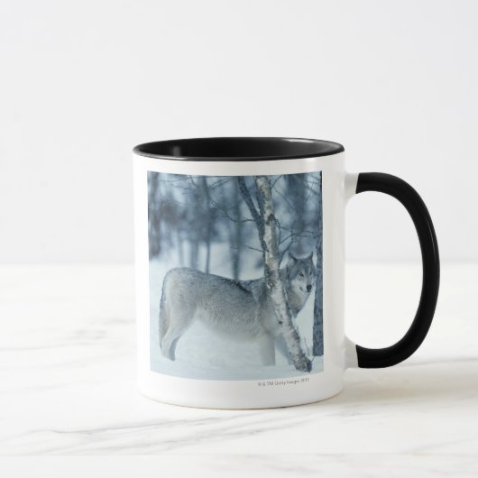 Mug Loup (lupus de Canis) pendant l'hiver (Droite)