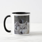 Mug Loups (lupus de Canus) | Yellowstone occidental (Gauche)