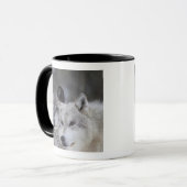 Mug Loups (lupus de Canus) | Yellowstone occidental (Devant gauche)