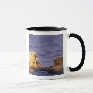 Mug Loutres de mer, Enhydra lutris 4