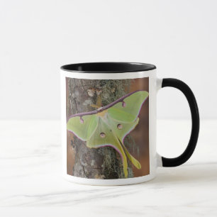 Mug Luna Moth en soie