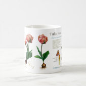 Mug ma tulipe ! (Centre)