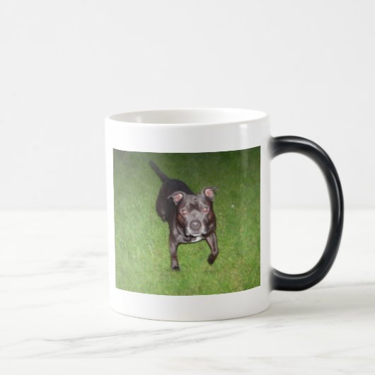 Mug Magique Beau bull-terrier (Droite)