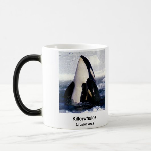 Mug Magique Killerwhale , Orcinus orca (Gauche)