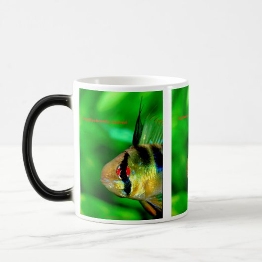 Mug Magique Papiliochromis ramirezi (Gauche)