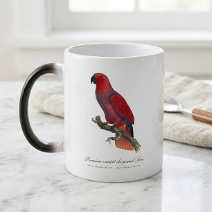 Mug Magique Perroquet éclectus de Vosmaer, Eclectus Roratus Vo