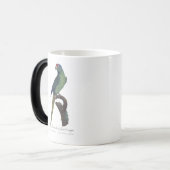 Mug Magique Perruche à front orange, Eupsittula Canicularis (Devant gauche)
