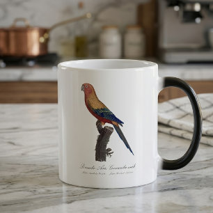 Mug Magique Perruche soleil mâle, Aratinga solstitialis
