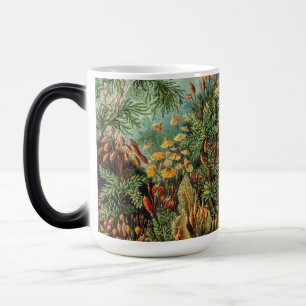 Mug Magique Plantes de mousse vintage Muscinae par Ernst Haeck