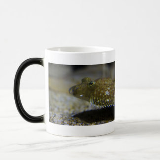 Mug Magique Poissons plats