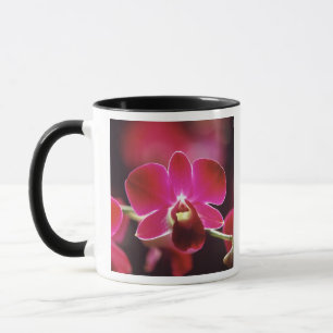 Mug Malaisie, Orchidée