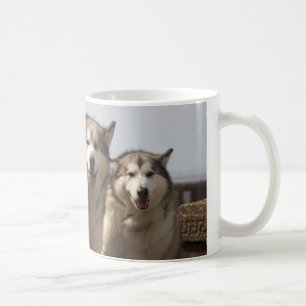 Mug Malamutes d'Alaska