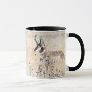 Mug Mâle d'antilope de Pronghorn dans le domaine du