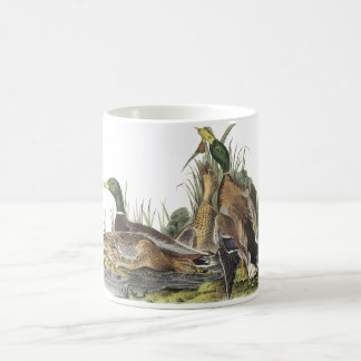 Mug Mallard, John Audubon