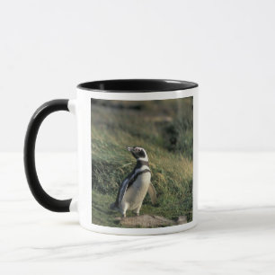 Mug Manchot de Magellan (Spheniscus magellanicus),