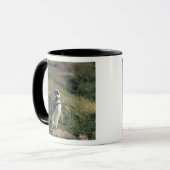 Mug Manchot de Magellan (Spheniscus magellanicus), (Devant gauche)