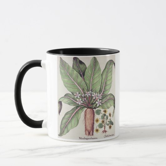 Mug Mandragore d'automne, du "Hortus Eystettensis" par (Gauche)