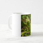 Mug Mante 8482 (Devant gauche)