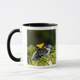 Mug Mantella à oreilles noires, Mantella expectata, 2