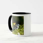 Mug Mantella à oreilles noires, Mantella expectata, 2 (Devant gauche)