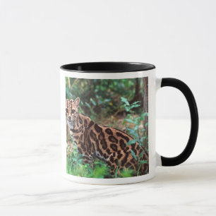 Mug Margay, Leopardus wiedi, Originaire du Mexique jus