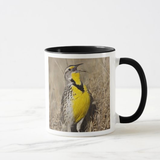 Mug Meadowlark occidental (Strunella négligecta) (Droite)