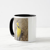 Mug Meadowlark occidental (Strunella négligecta) (Devant gauche)