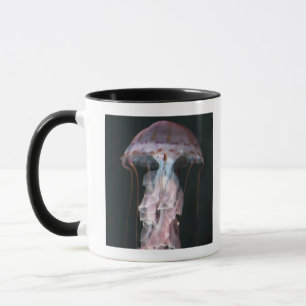 Mug Méduses juvéniles, Chrysaora (Pelagia)