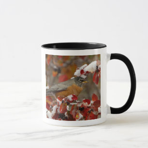 Mug Merle américain mâle dans l'aubépine noire