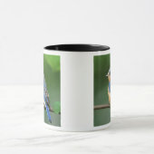 Mug Merlebleu de l'Est femelle, Sialia sialis (Centre)