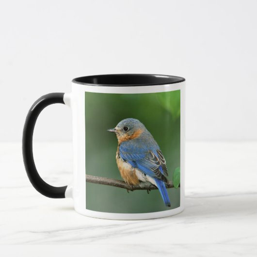 Mug Merlebleu de l'Est femelle, Sialia sialis (Gauche)