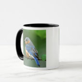 Mug Merlebleu de l'Est femelle, Sialia sialis (Devant gauche)