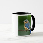 Mug Merlebleu de l'Est femelle, Sialia sialis (Devant droit)